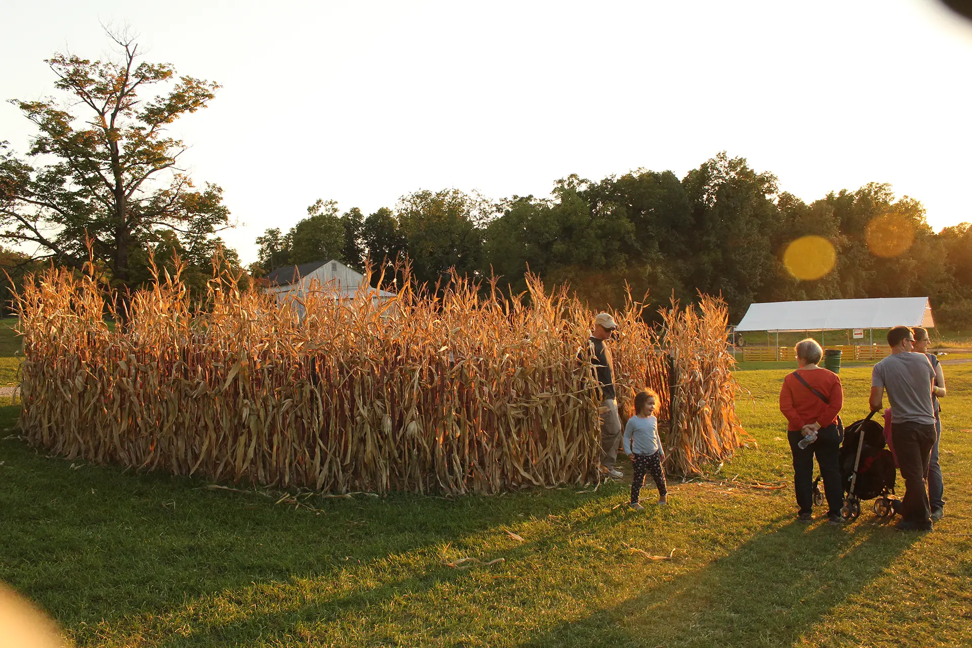 Kiddie Corn Maze